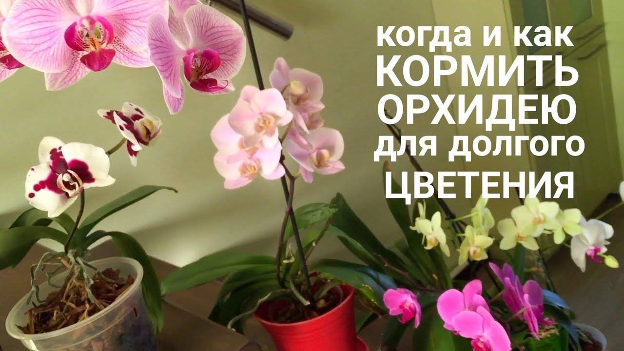 Как выбрать лучшее удобрение для орхидей?