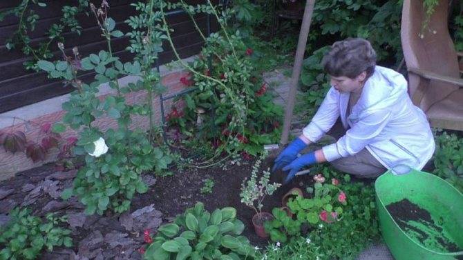 Ползучий бересклет — посадка, уход и выращивание в саду