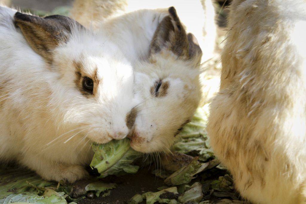 Чем кормить кроликов зимой