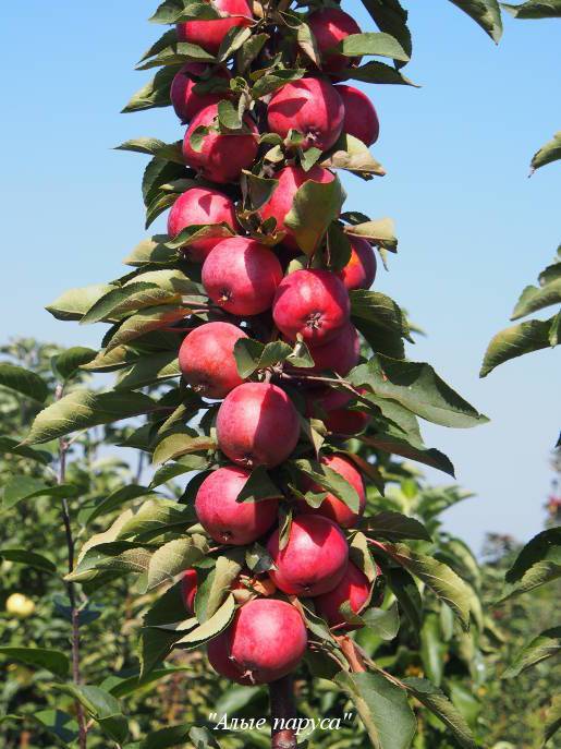 Способы размножения яблони: нюансы проведения, плюсы и минусы каждого способа