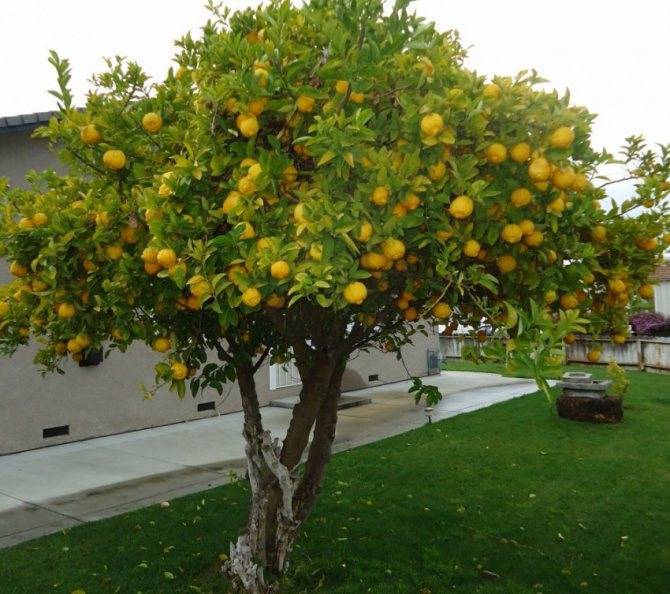 Как и чем подкормить лимон в домашних условиях