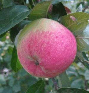 Грушовка московская: как ее вырастить яблоню, описание