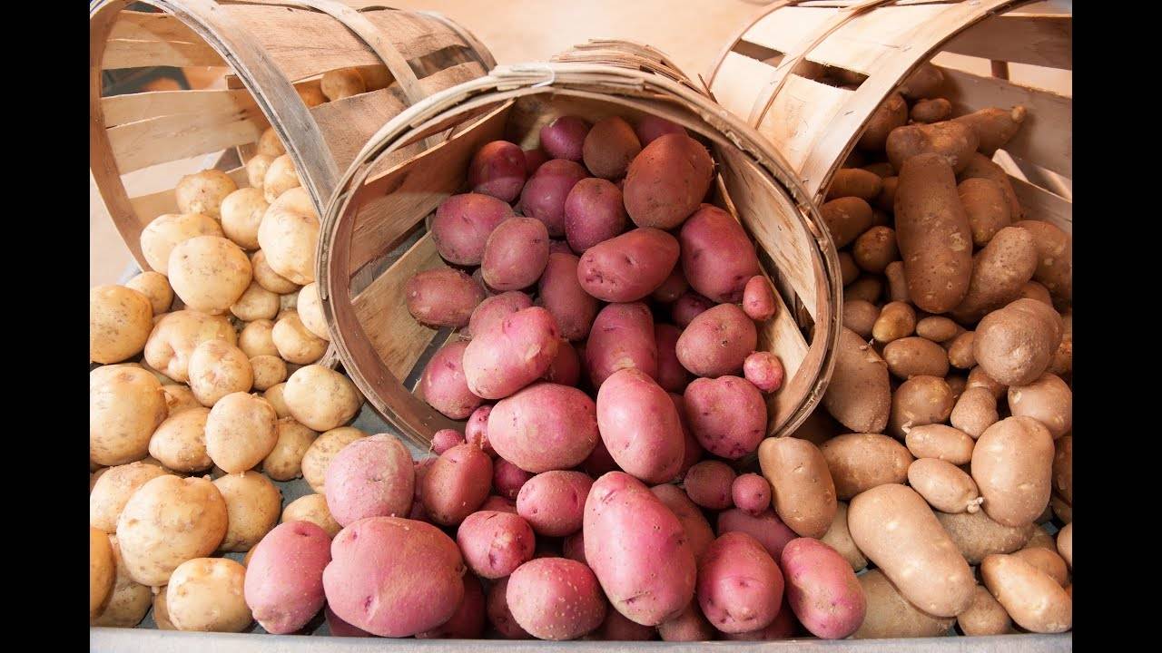 Виды картофеля: известные, полезные и не очень