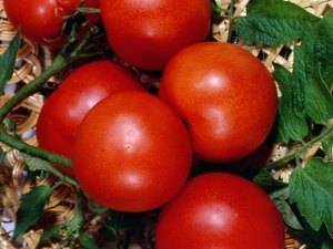 Характеристика и описание сорта томата уральский ранний, высота растения