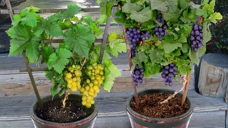 Как вырастить виноград из косточки в домашних условиях