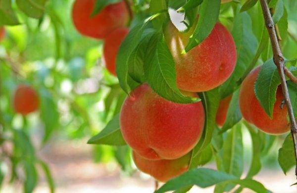 Персиковое дерево: популярные сорта и правила выращивания