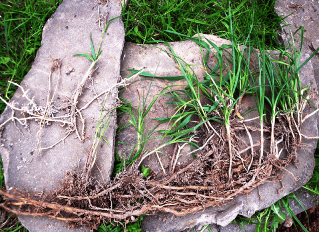 Как выбрать гербицид для газона против пырея и когда его следует использовать?