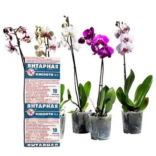 Янтарная кислота для орхидей – чем полезны таблетки, как их правильно разводить и применять для подкормки растений, правила полива