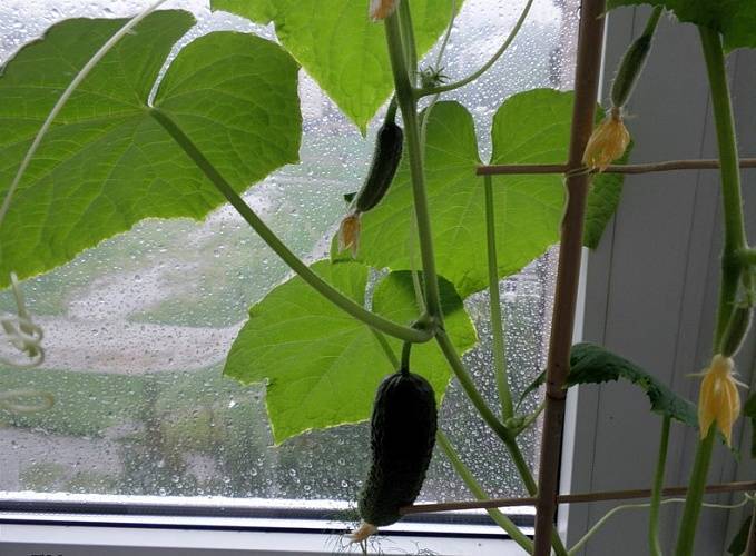 Свежие огурцы зимой на подоконнике: что нужно для выращивания овоща в домашних условиях?