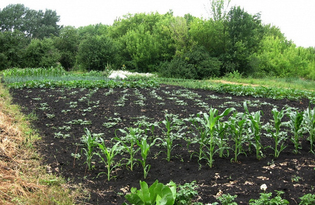 Выращивание чечевицы - советы по посадке. почва, посев. уход, лечение, профилактика заболеваний. сбор урожая