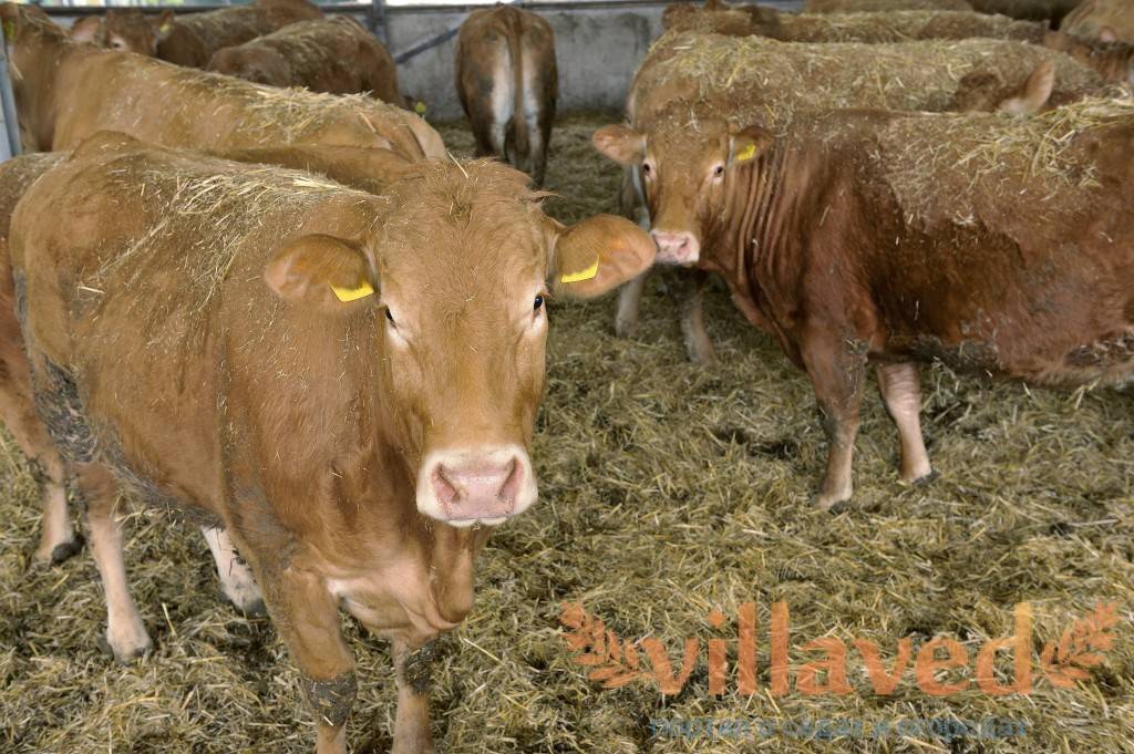 Одна из самых востребованных и популярных пород коров в мире — голштинская молочная