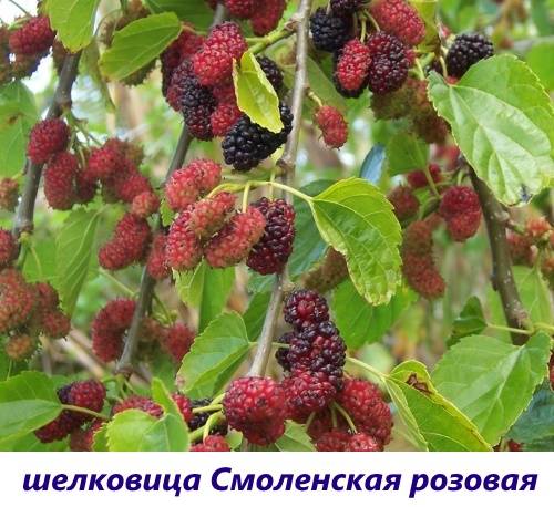 Шелковица: выращивание и уход, посадка и обрезка