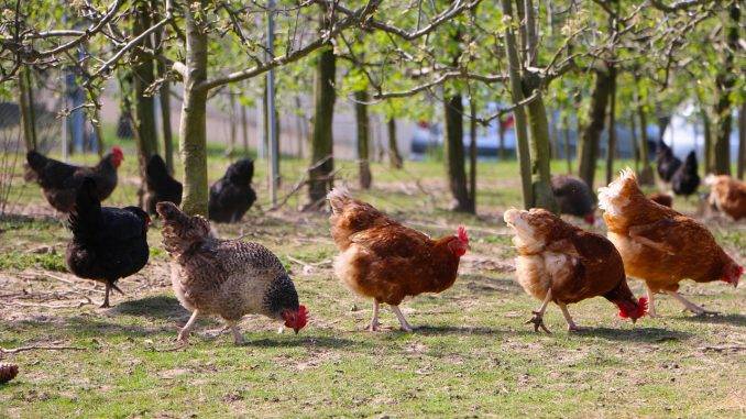 Кормление цыплят мясных и яичных пород в домашних условиях