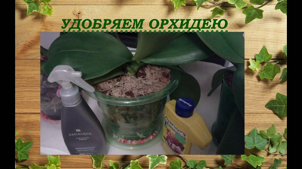Виды удобрений, подходящих для орхидей, и способы их применения
