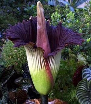 Самый большой цветок в мире аморфофаллус титанический
