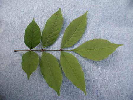 Дерево вяз гладкий: описание и особенности выращивания