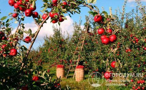 Обзор лучших сортов зимних яблонь