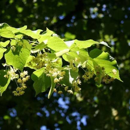 Применение листьев липы в медицине и кулинарии