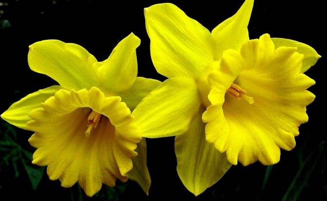 Нарциссы: раскрываем секреты обильного цветения