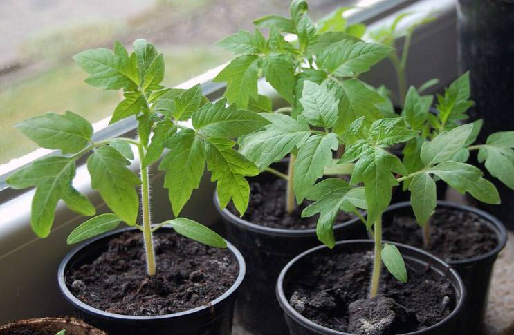 Азотные удобрения: эффективная помощь растениям