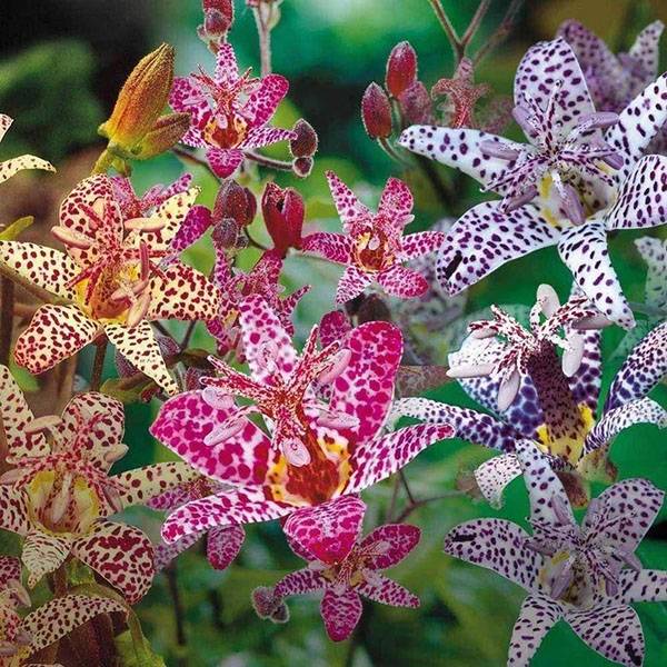 Садовая орхидея трициртис - выращивание и уход в саду, видео