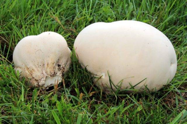 Дождевики жареные. вкусный и полезный гриб дождевик, описание и использование