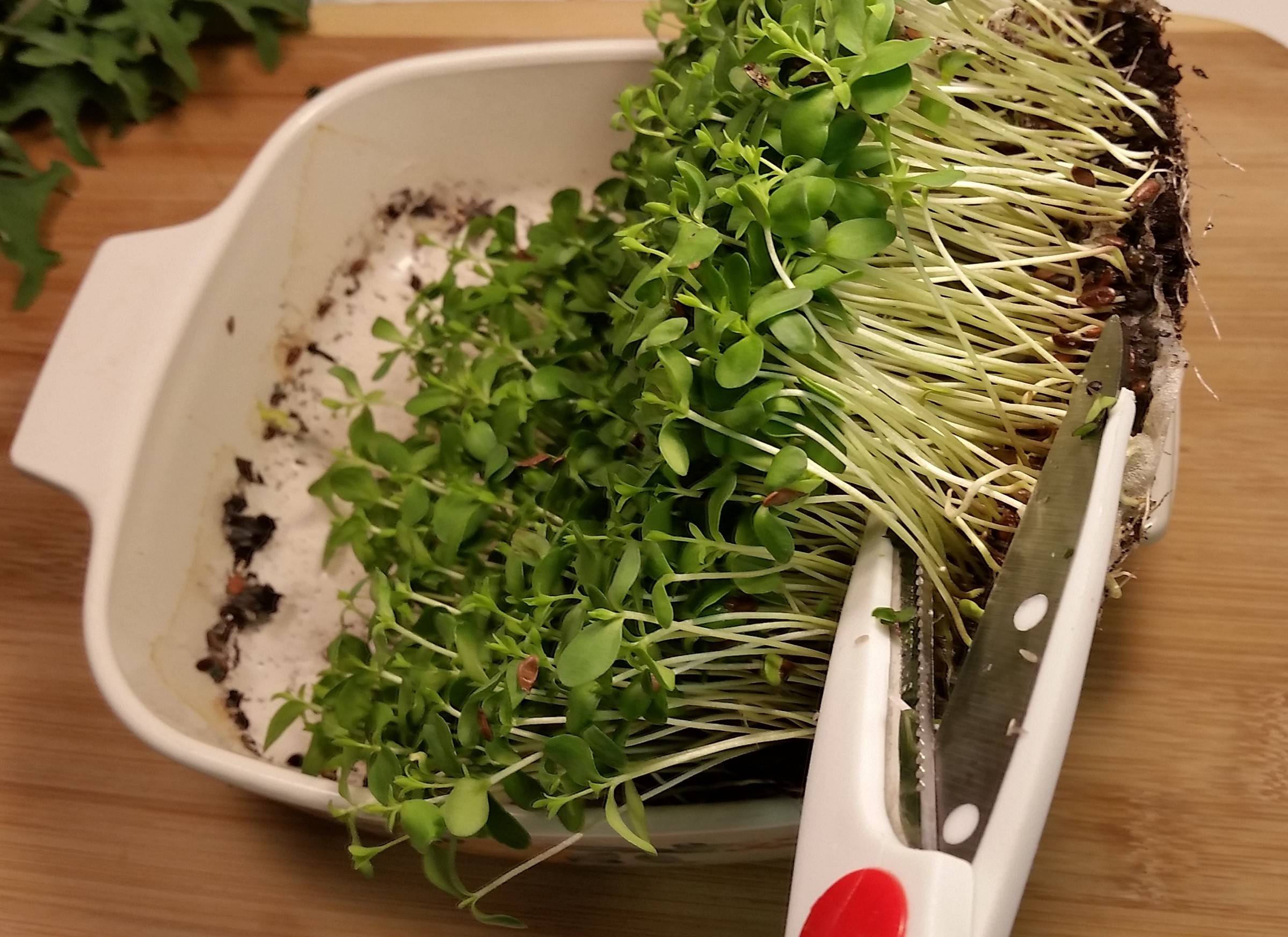 Выращивание микрозелени в домашних условиях по шагам