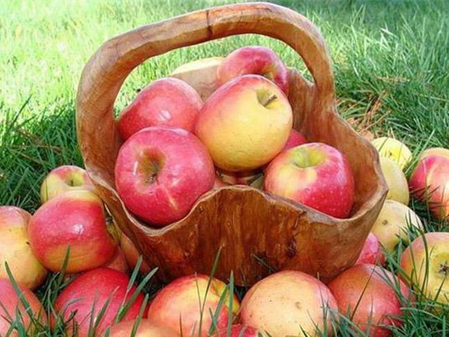 Яблоня услада — украшение сада и прекрасный вкус плодов!