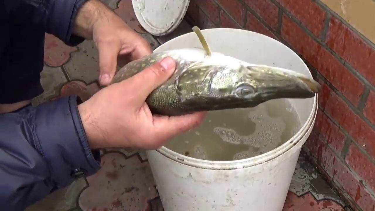 Как солить рыбу для копчения