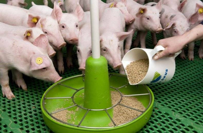 Приготовление корма для свиней