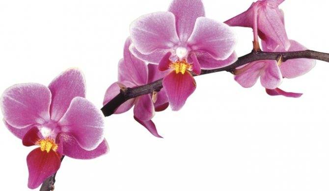 Размножение орхидеи в домашних условиях
