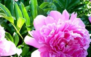 Почему не цветут пионы в саду: что делать, как ухаживать, чтобы кусты пышно цвели