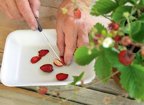 Домашняя чудо ягодница: правда или "на лоха". реальные отзывы и мнение специалиста