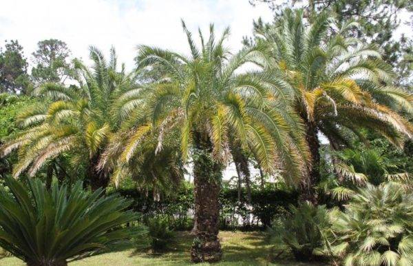 Комнатная финиковая пальма – уход, пересадка, болезни