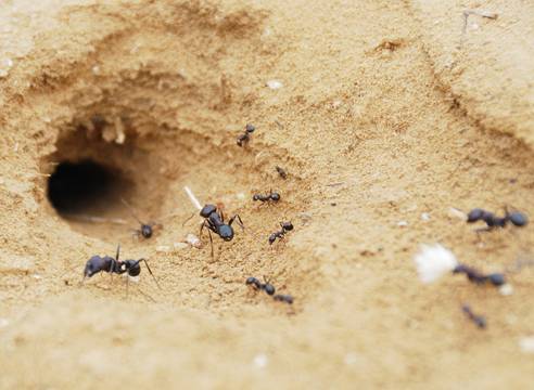 Борная кислота от муравьев в огороде: действие и применение