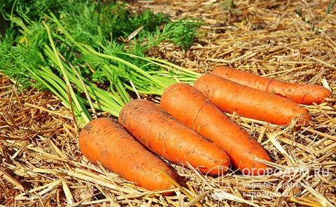 Простые правила: когда начинать уборку урожая моркови и свеклы и как хранить их зимой в погребе?