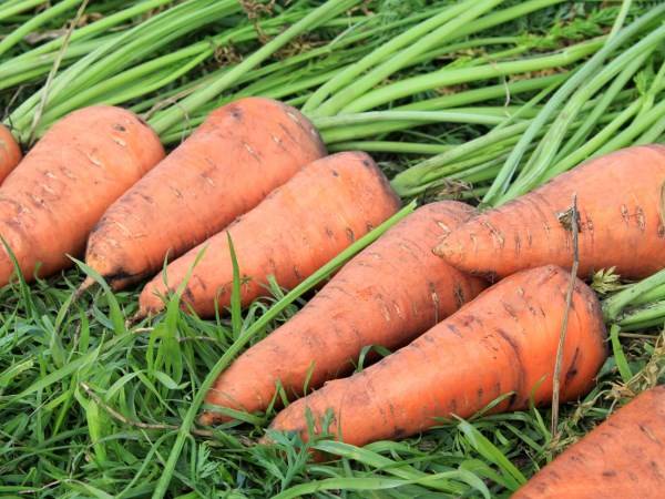 Посадка моркови весной в открытый грунт: как правильно посадить морковь семенами в открытый грунт