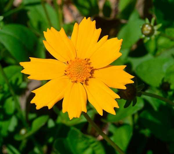 Кореопсис — цветок солнца