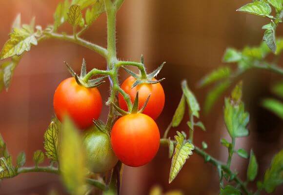 Как и чем подкармливать помидоры в открытом грунте