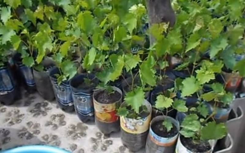 Выращивание винограда из косточки