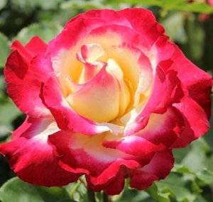 Разновидность чайно-гибридной розы «двойное удовольствие»