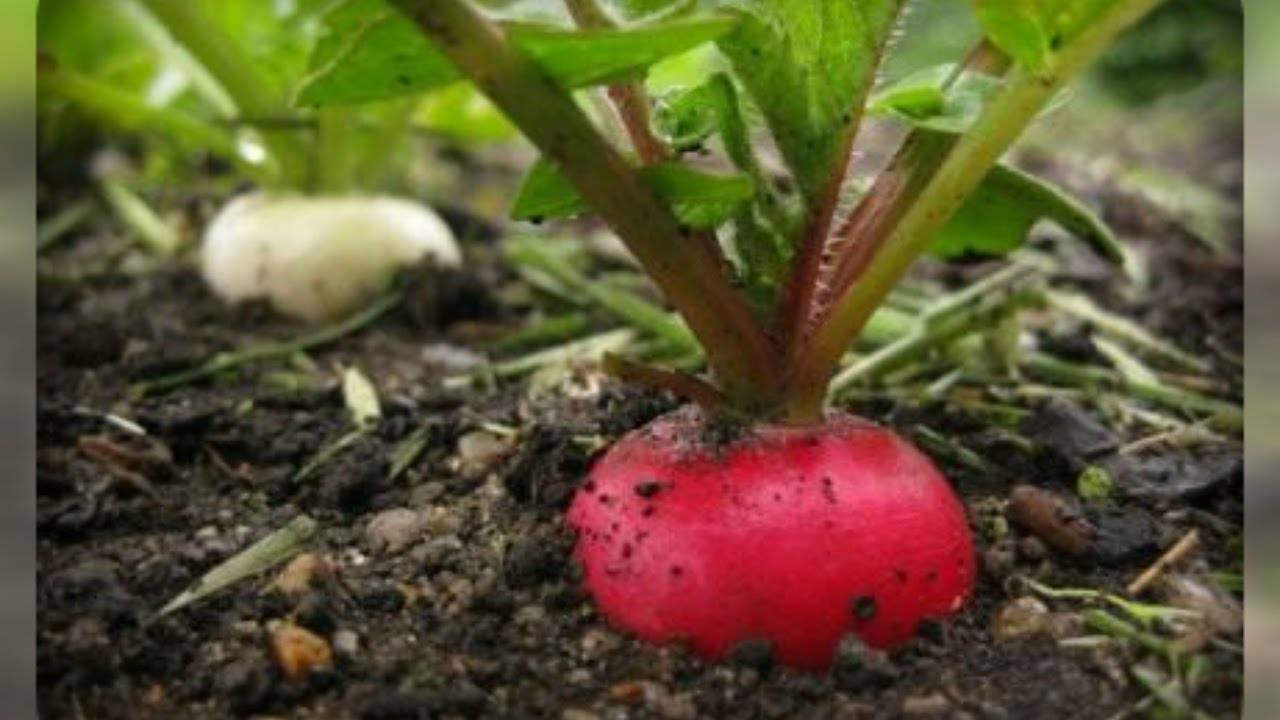 Выращивание редиса в теплице — секреты опытных дачников
