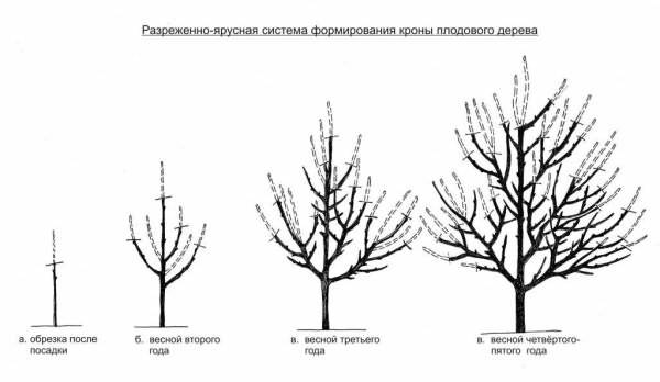 Обрезка деревьев и кустарников – советы и рекомендации