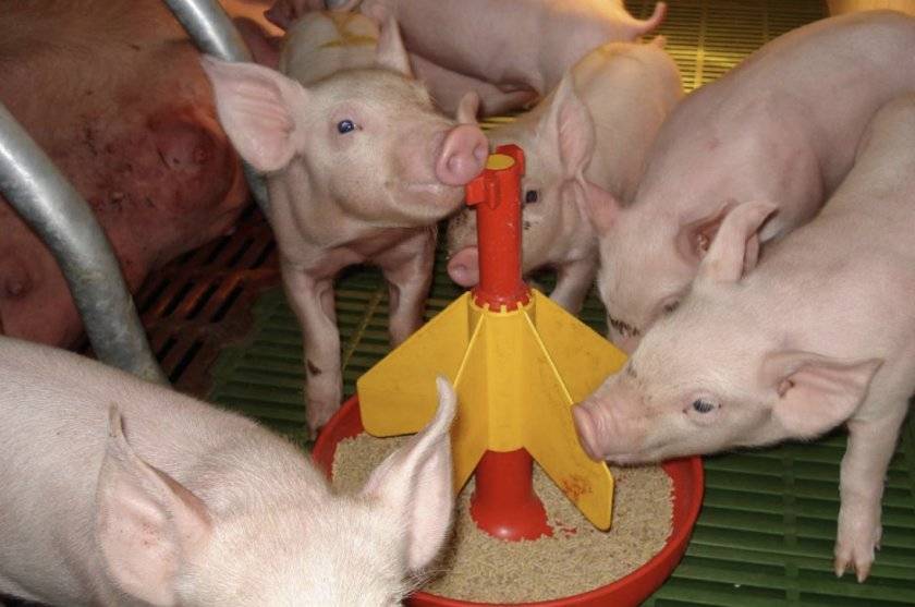 Как приготовить комбикорм для свиней в домашних условиях — состав и рецепты