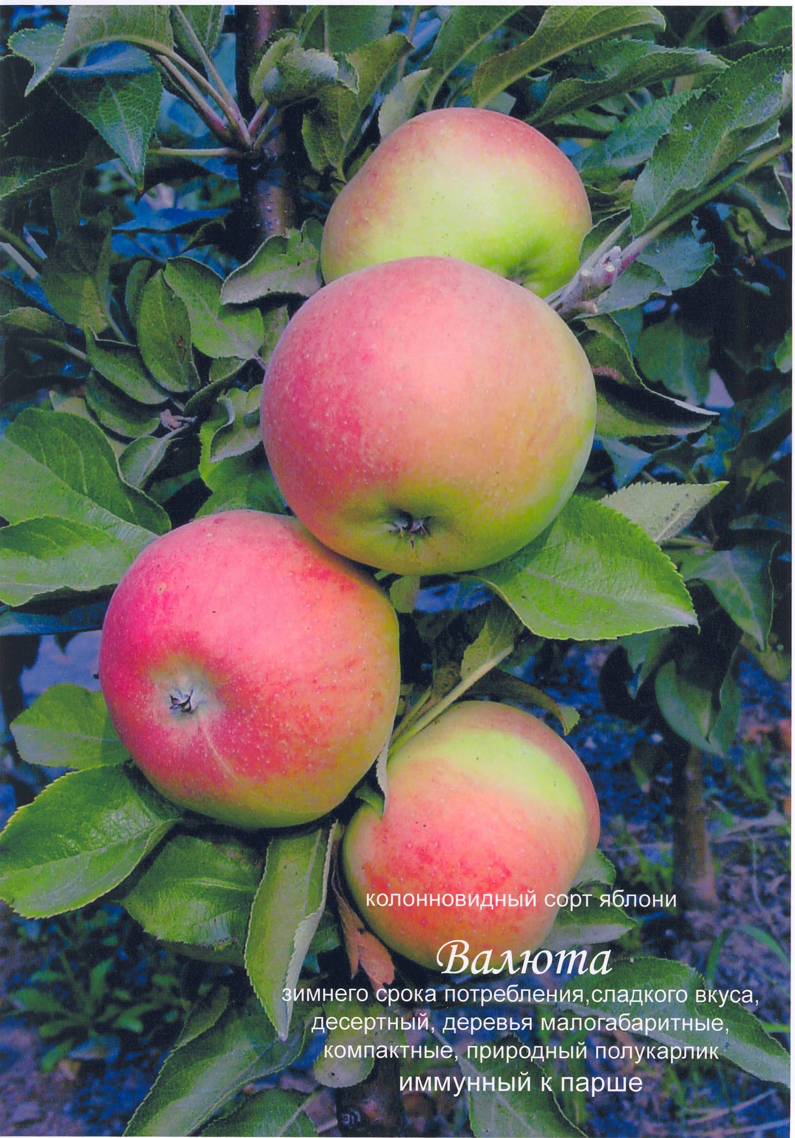 Обзор сибирских сортов яблонь