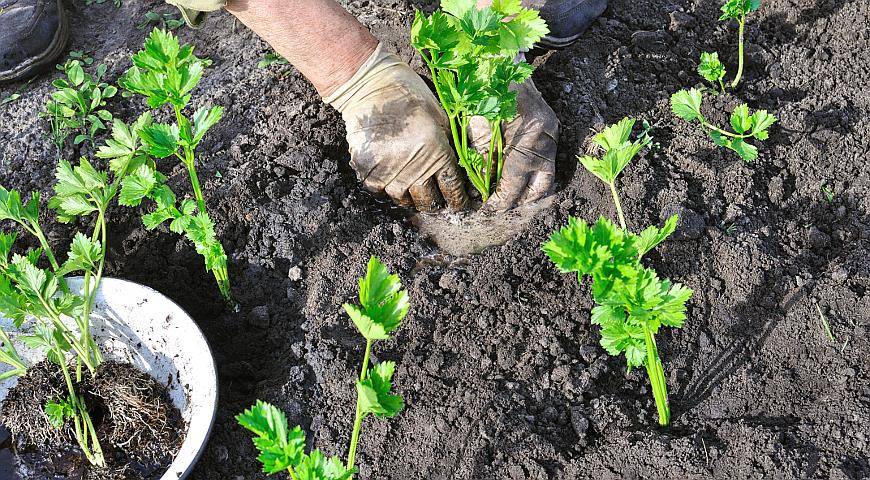 Полезный овощ корневой сельдерей: как вырастить его самостоятельно