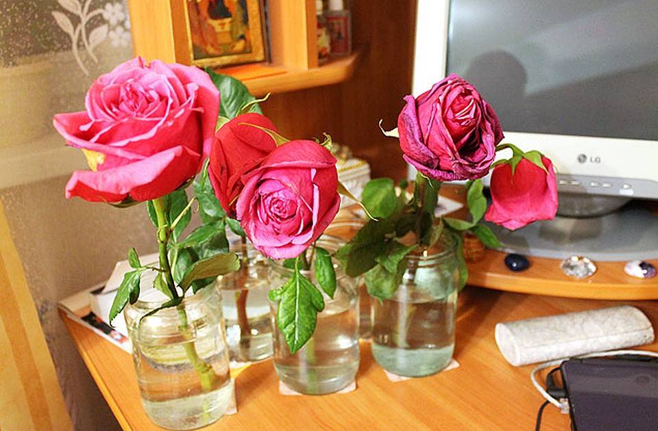 Букет из роз — как сохранить дольше его свежесть