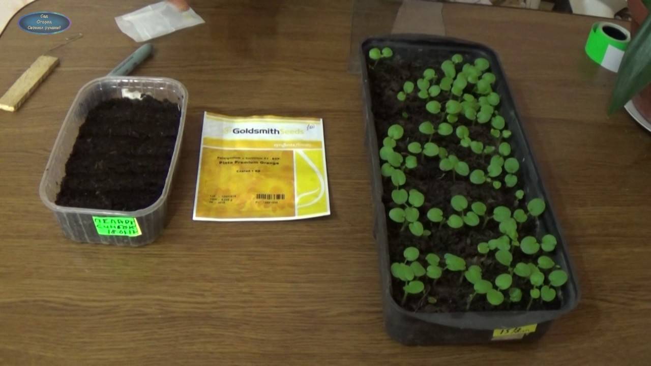 Как выращивать герань из семян в домашних условиях?