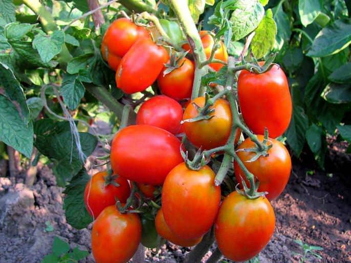 Сорта помидоров устойчивые к фитофторе