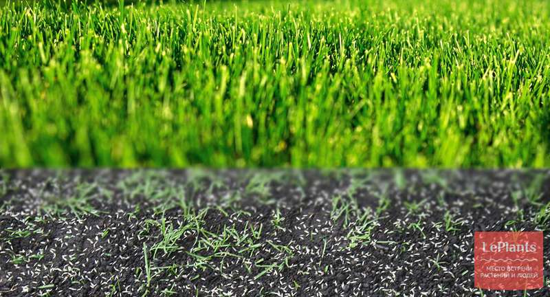 Технология выращивания газонной травы: когда сеять и как ухаживать